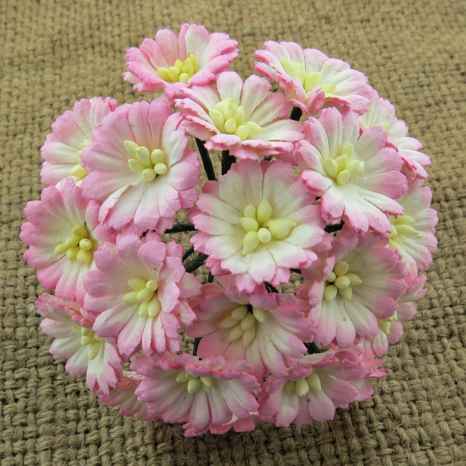 50 2-TONE BABY PINK/IVORY COSMOS DAISY STEM FLOWERS - Click Image to Close